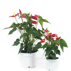 Anthurium  fleurs rouges